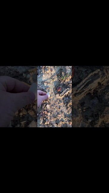 Finding Two Arrowheads in my Front Yard | #shorts