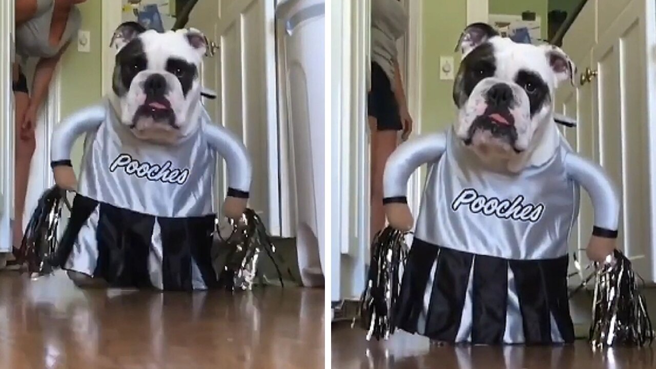 Dog dressed as a very cute cheerleader