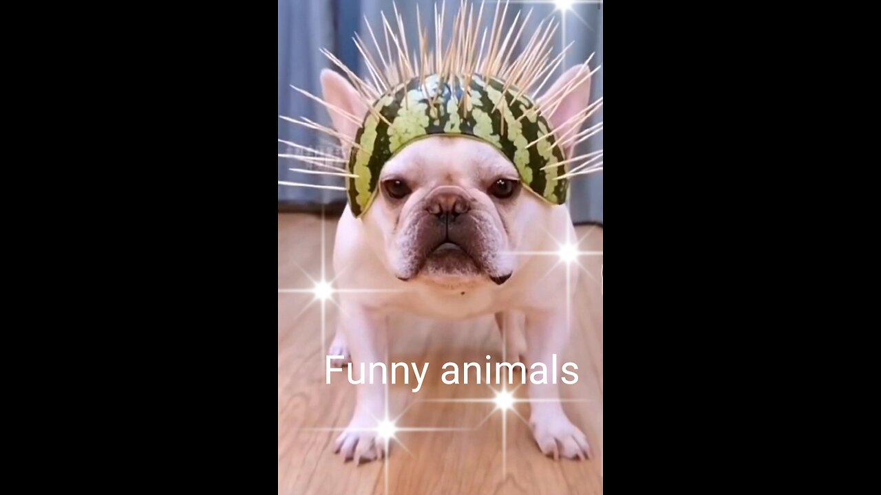 the funniest animals / cats / dogs / to tears