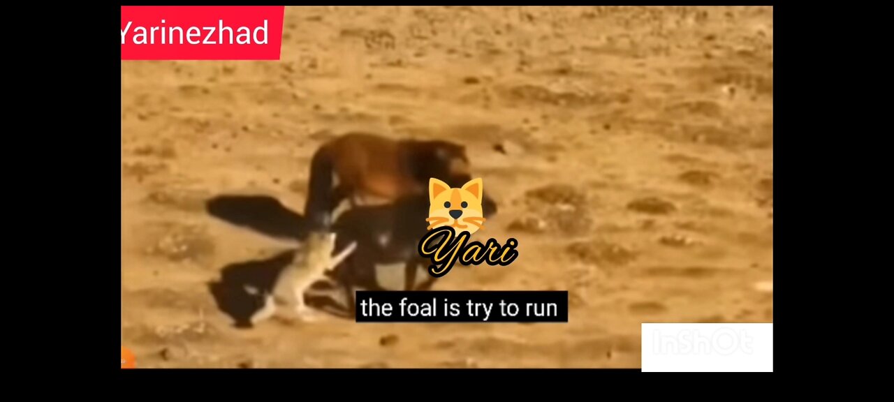 Animals