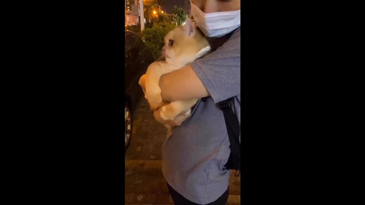 Adorable Kitten's Tiny Paw Grips Owner's Hand