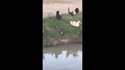 Ducks And Chikens