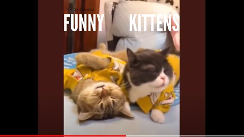 Funny Kittens