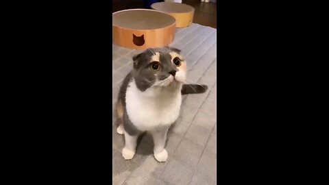 funny cat dance😂🥰🥰