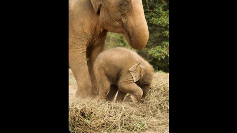 baby elephants