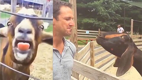 Goats Screaming Like Humans, Try Not to Laugh 🐐 😲 😀 😂 🤣 = Compilation