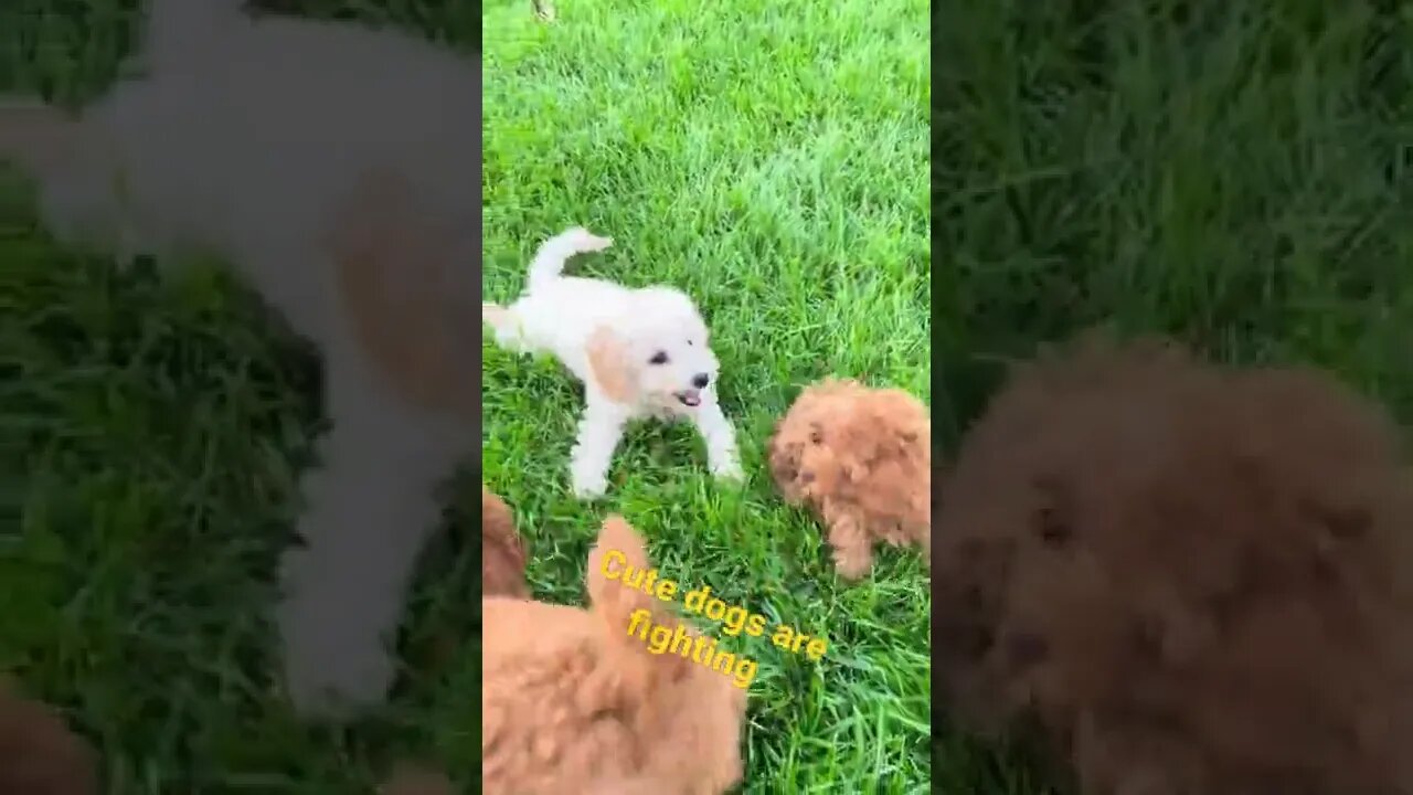 cute dogs are fighting each other #animals #dogs