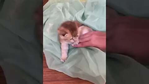 KUCING LUCU #PART 3
