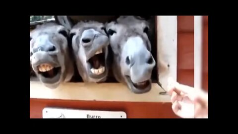 #Funny #Donkey #Videos #pet #animal