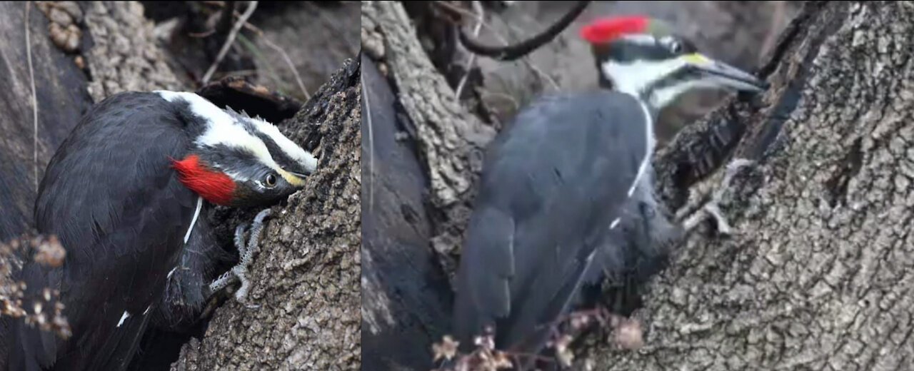 Woodpecker Working Hard To Build Shelter