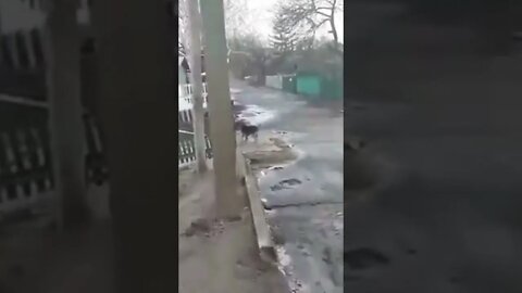 Someone Explain to Me What's Going on Here! 🤣🤣🤣 #shorts #dog #fight