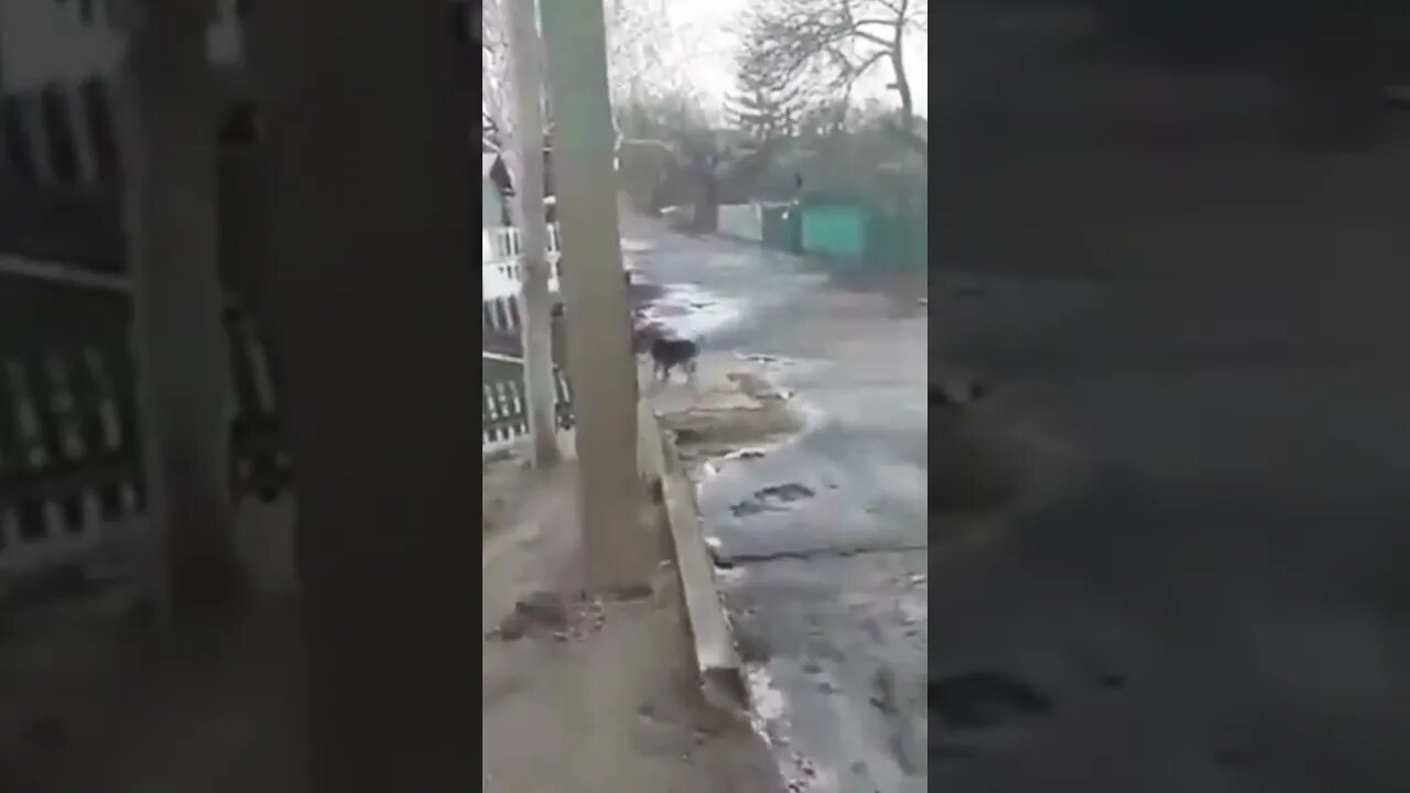 Someone Explain to Me What's Going on Here! 🤣🤣🤣 #shorts #dog #fight