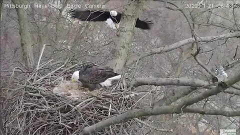 Hays Eagles nest Mom 2020 01 21 in with stick 1