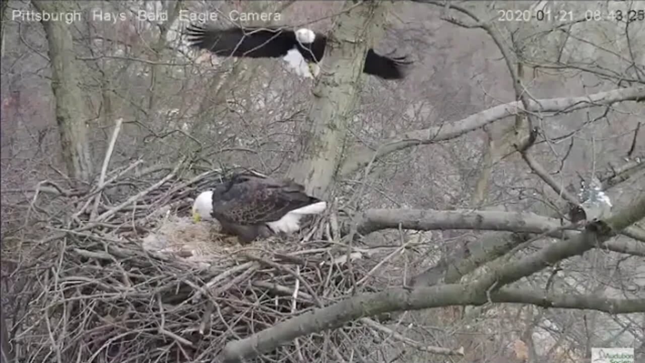 Hays Eagles nest Mom 2020 01 21 in with stick 1