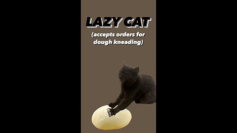 LAZY CAT PRACTICING TO MAKE BREAD funny video