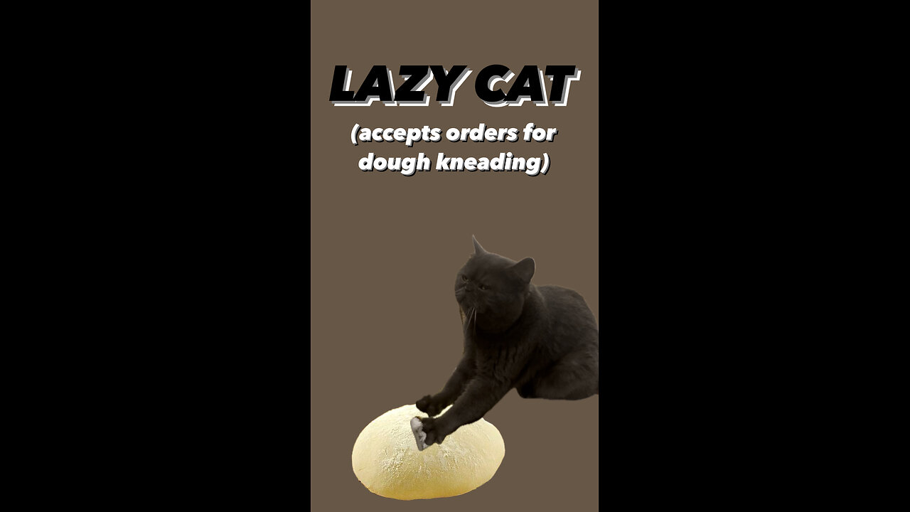 LAZY CAT PRACTICING TO MAKE BREAD funny video