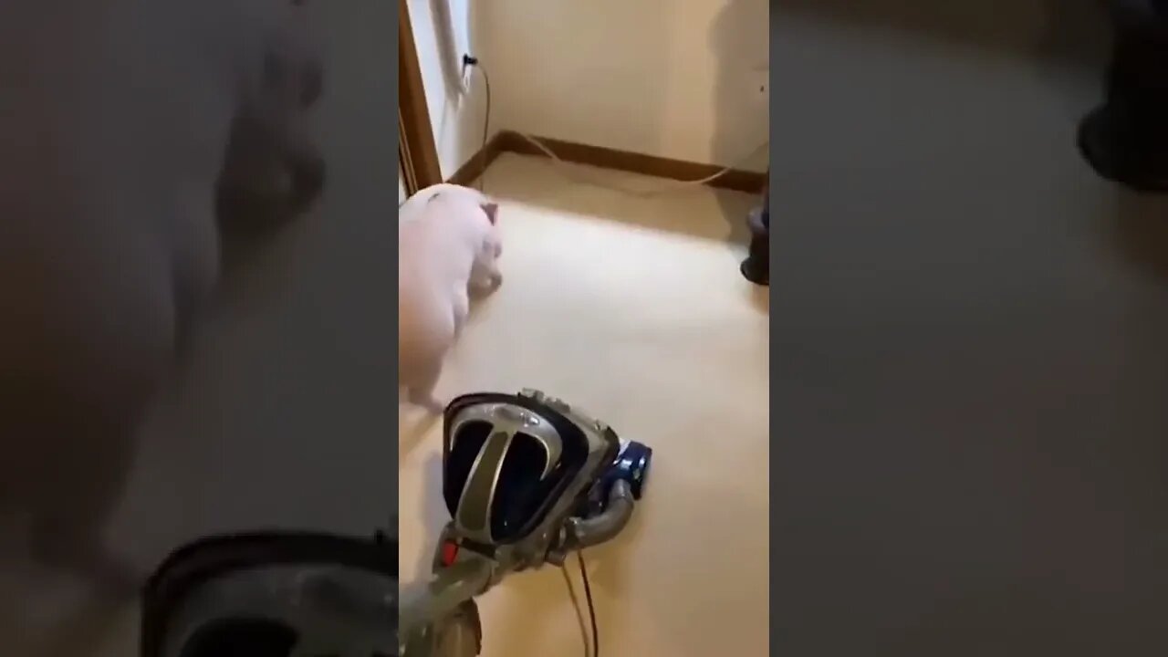 Funny Animals 170 funnycontent707