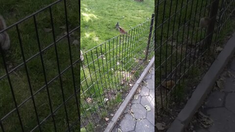 Feeding New York City squirrels.