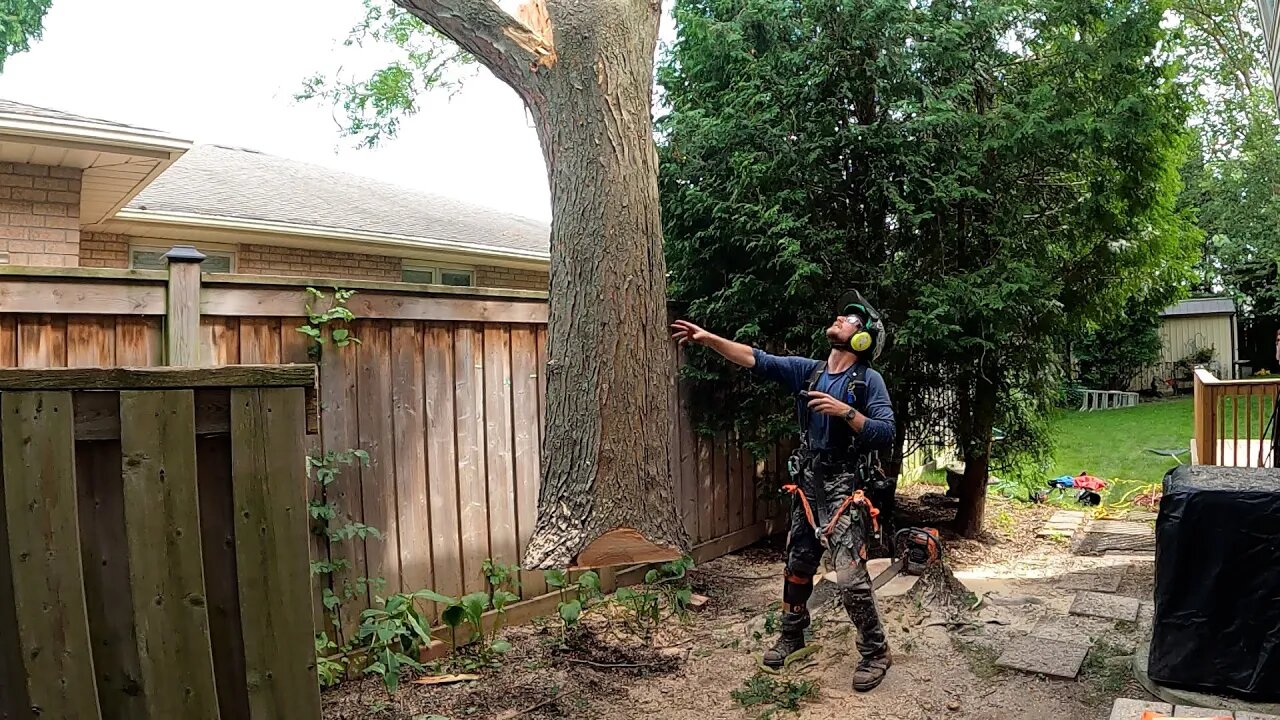 Honey Locust Crane Job