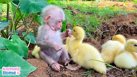 Funny, the baby monkeys and duck are so much.😍😍😍😍😍