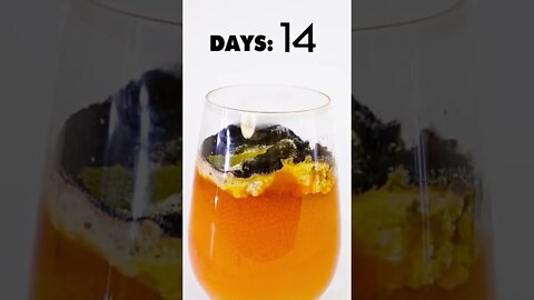 Carrot Juice after 35 days 🥕🤮