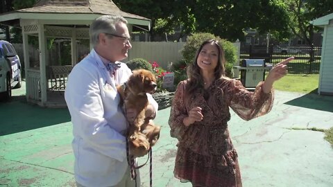 Pet Talk Tuesday – Animals and 4th of July celebrations