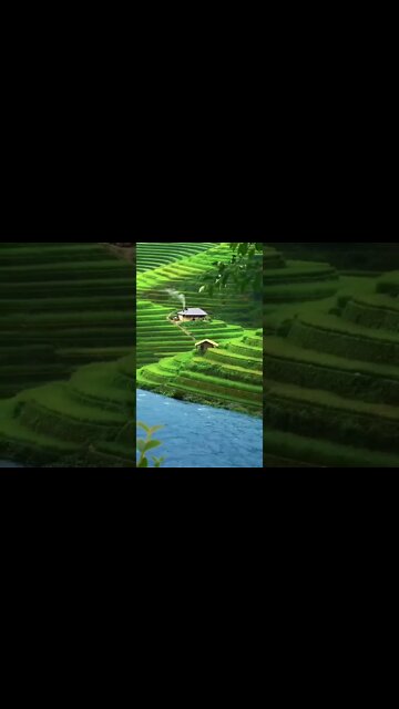 Nature.! Bird sound.!