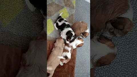 k Litter - 3.5 weeks old