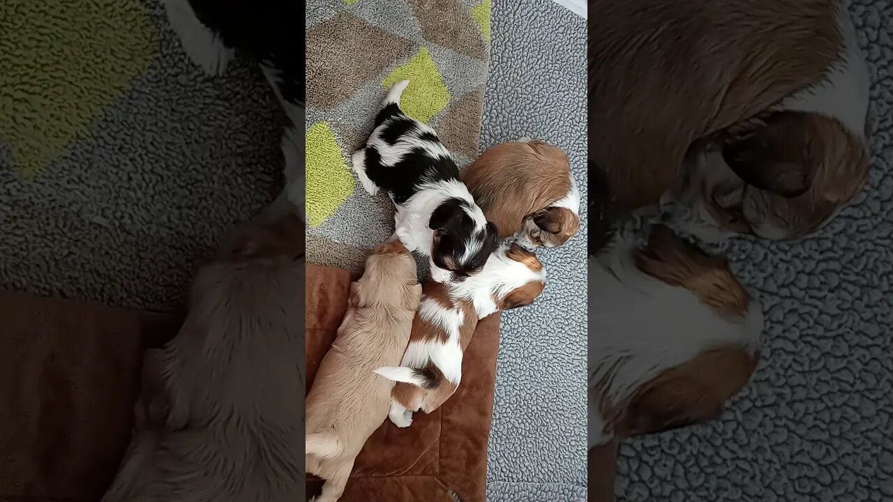 k Litter - 3.5 weeks old