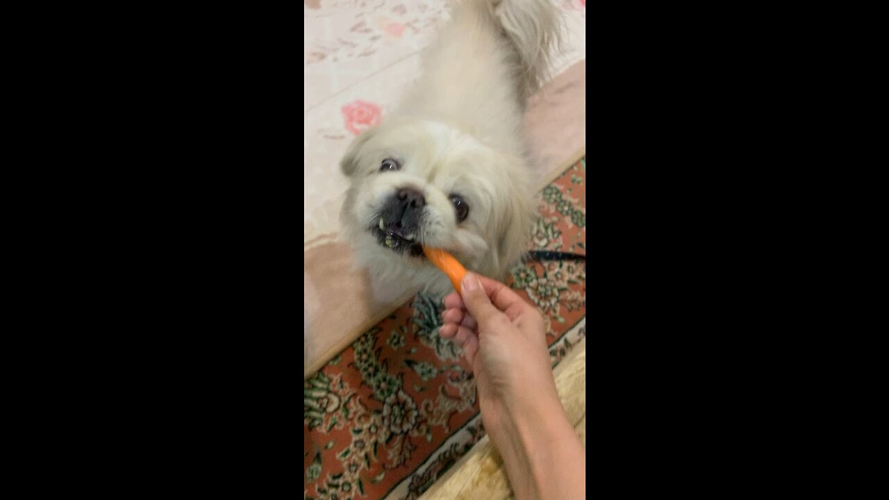 Cute carrot-eating dog