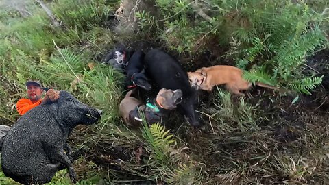 Hog Hunting with dogs. A Florida tradition.