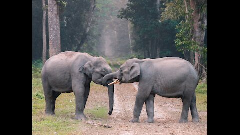 Family of Elephants