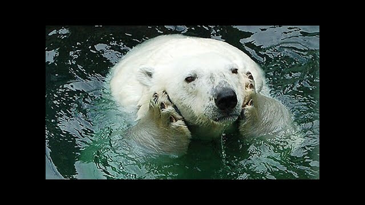 OMG You're Cute! | FUNNIEST Animals Compilation 🤣