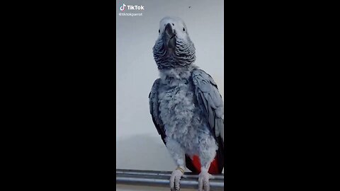 Cute Pets - Funny Pet Videos - Fun Animals Compilation Videos - Cute And Fu_Full-HD