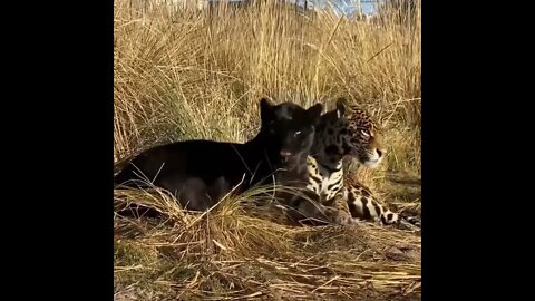 Jaguar and Panther best friends - Daily Dose of Nature