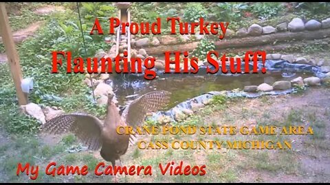 This Turkey is showing off for the camera