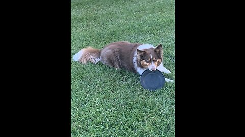 Summer Day Frisbee Time