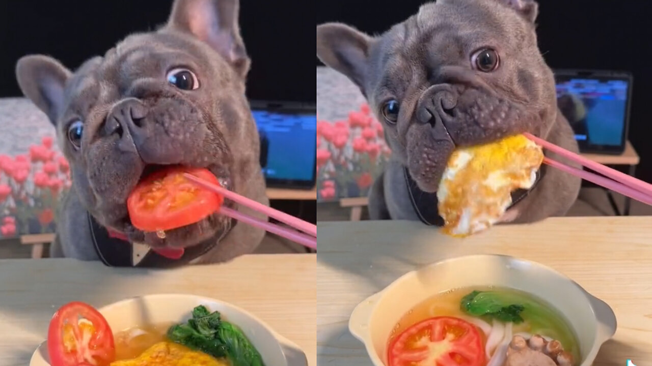 Dog eating Breakfast so cutely