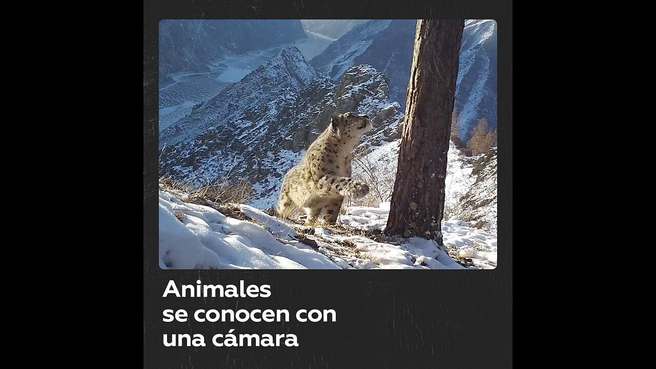 La rutina de unos animales en una reserva rusa
