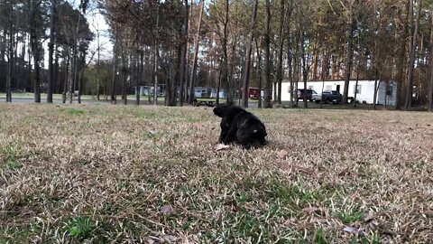 Justice x Mystique pups at 5 weeks
