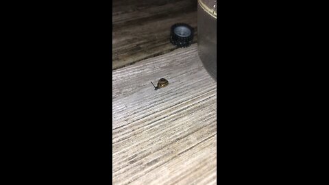 snail busy