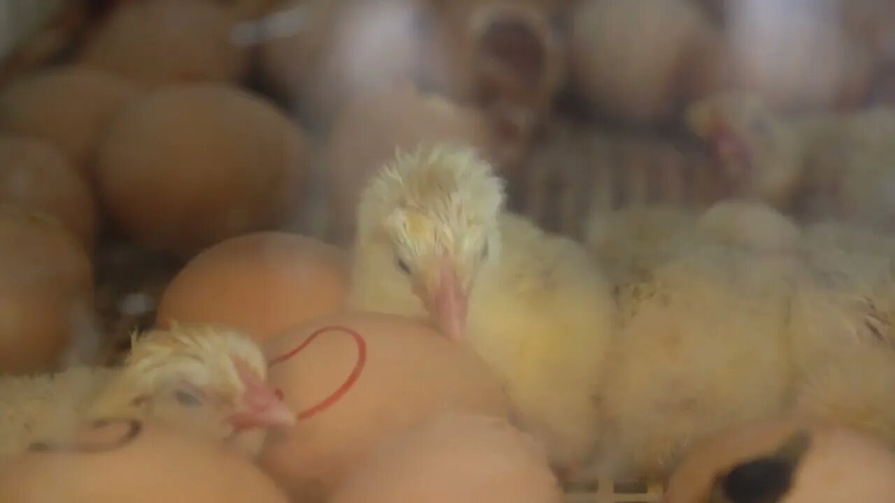 Newborn Chicks Recently Hatched in Incubator Beside Eggs