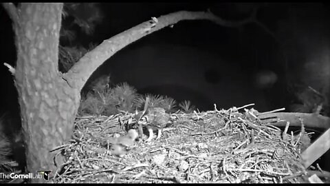 Dad Delivers Cedar Waxwing to The Nest-Cam One 🦉 3/6/22 20:17