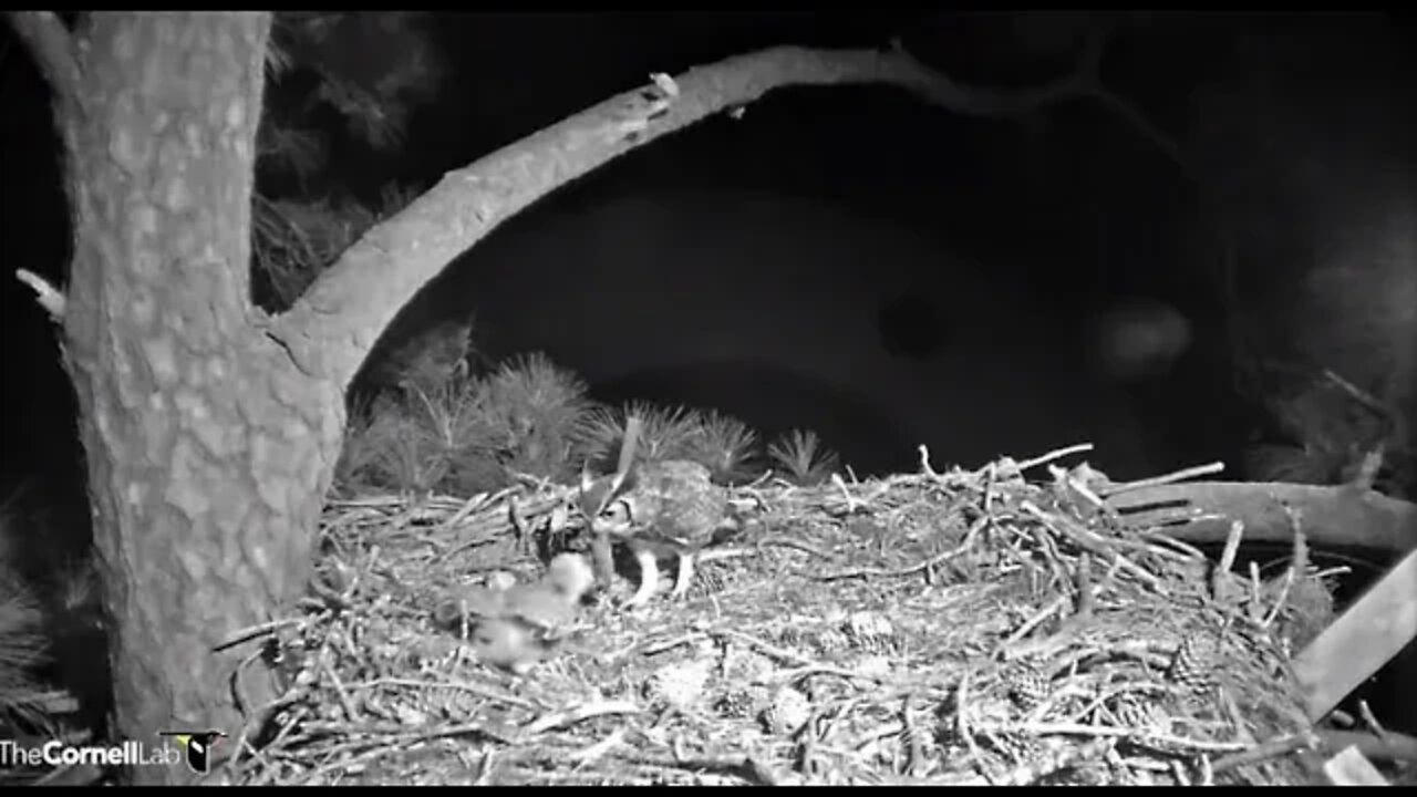 Dad Delivers Cedar Waxwing to The Nest-Cam One 🦉 3/6/22 20:17