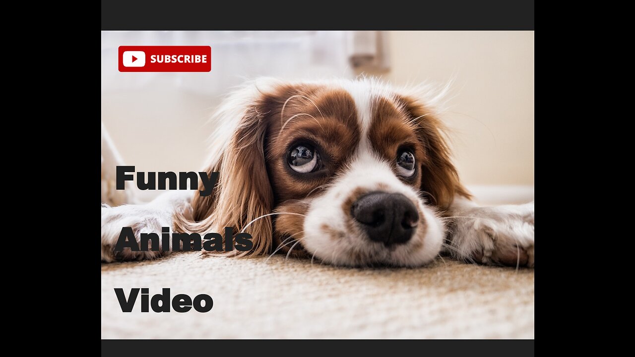 Funny animals video