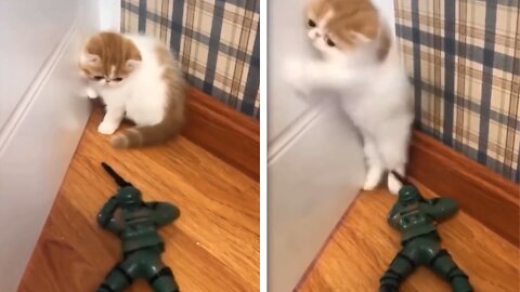 This cute white cat is scared..🙀, in the rain of rifle shots by the toy army 😁