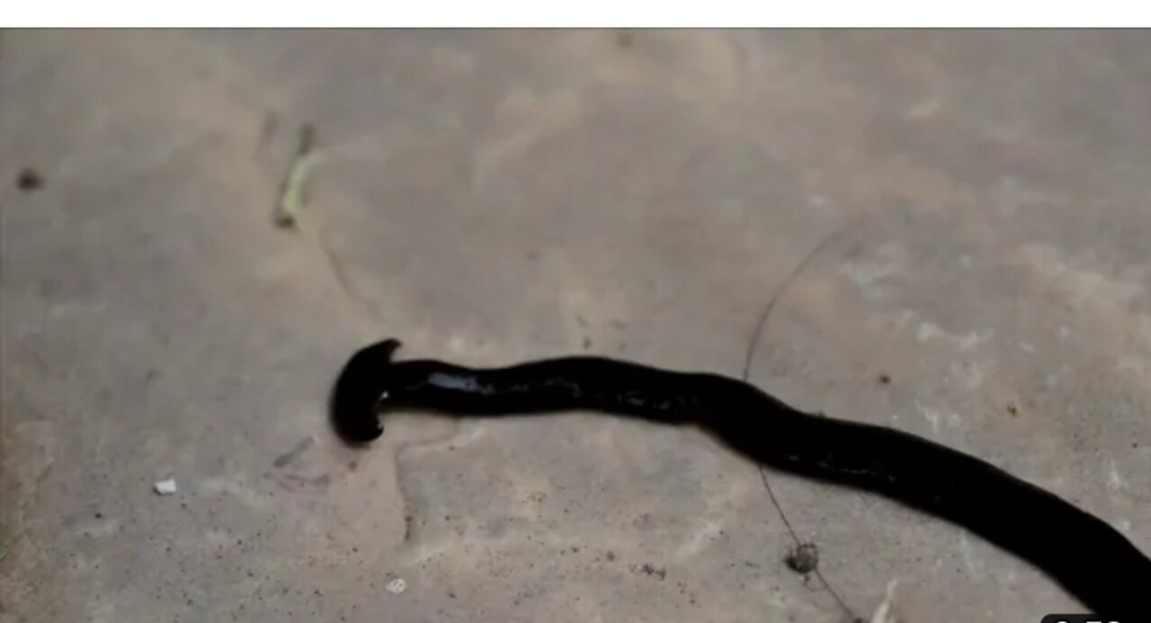 Unexpected animals video