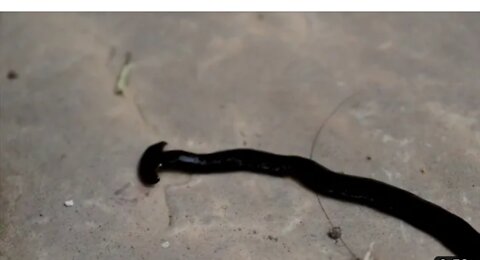 Unexpected animals video