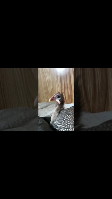 Disabled guinea fowl listens to birds outside and enjoys neck scratches
