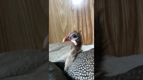 Disabled guinea fowl listens to birds outside and enjoys neck scratches
